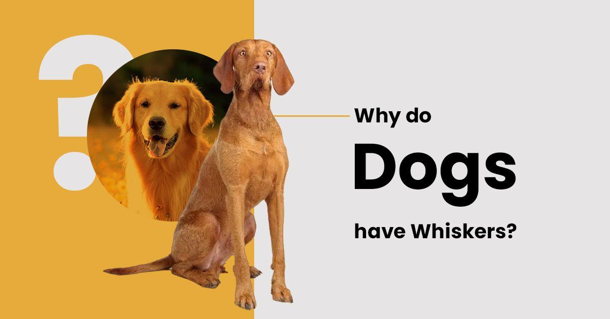 WHY DO DOGS HAVE WHISKERS?